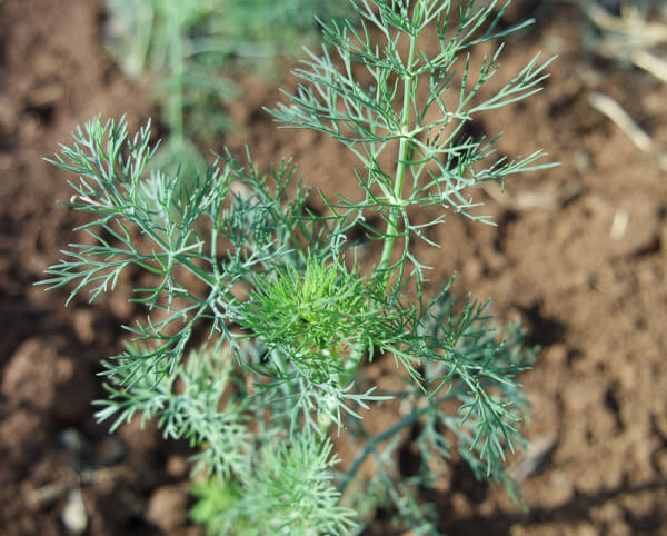 DILL AMBROSIA DILL AMBROSIA